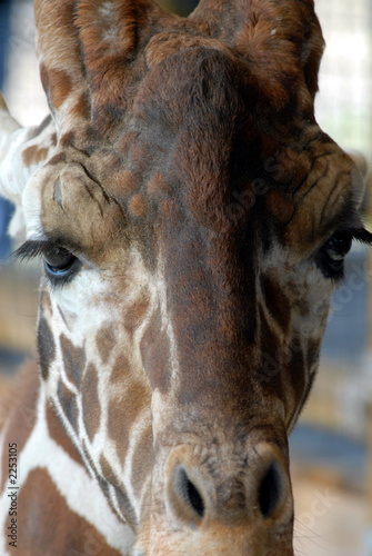 giraffe face close