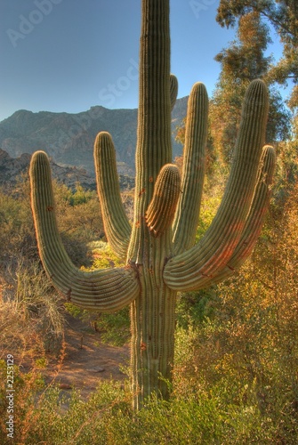 saguaro cactus 2