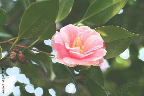 pink camelia2