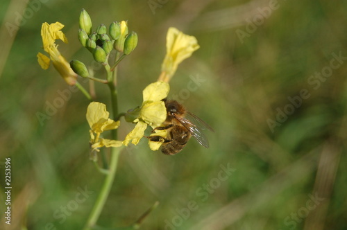 abeille et fleur