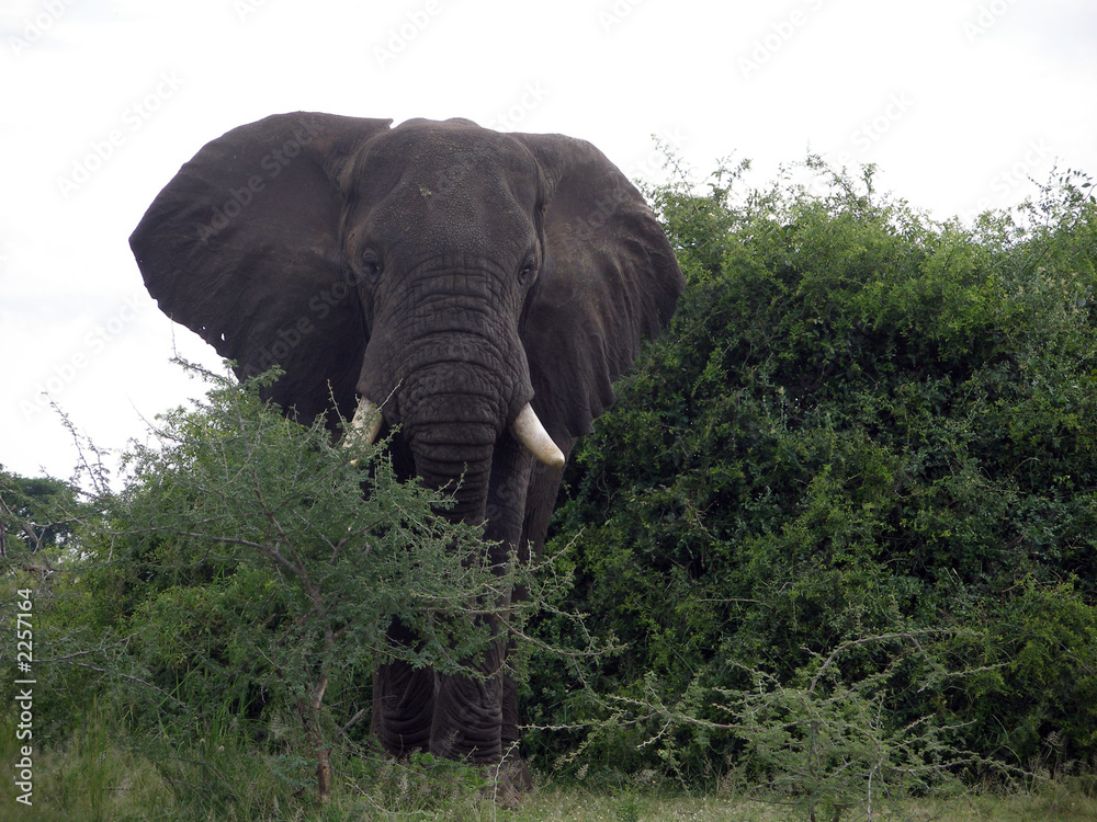 Obraz premium elphant