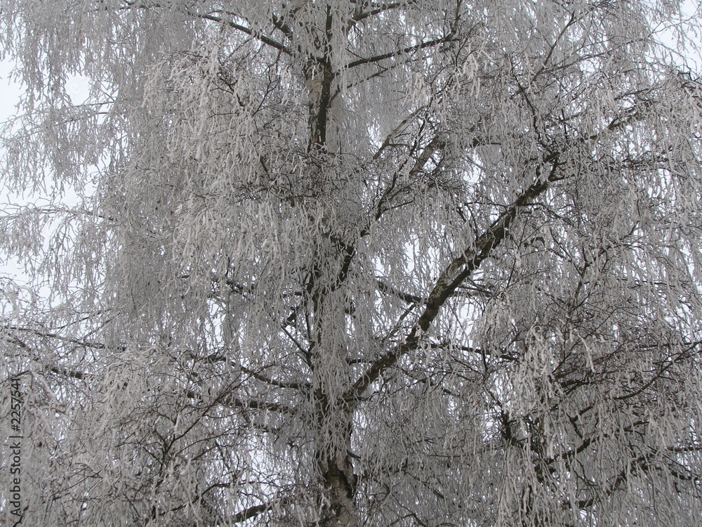 frosty tree