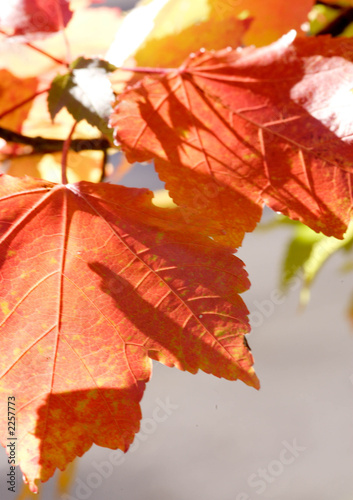 trees and leaves photo