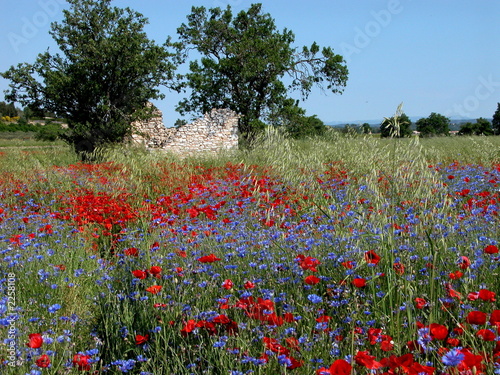 rouge et bleu photo