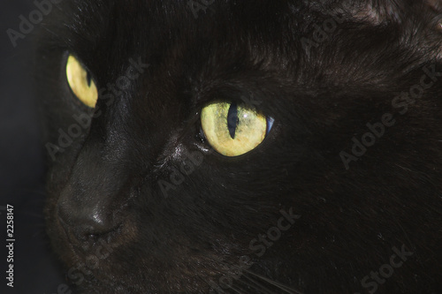 face of a black cat