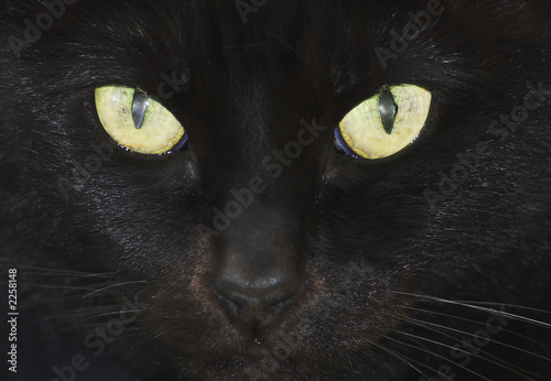 face of a black cat