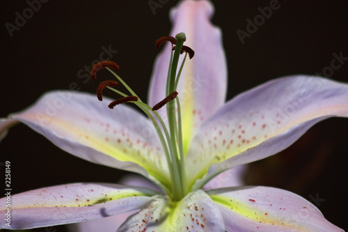 lilly flower head