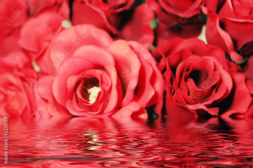 red roses with water effect