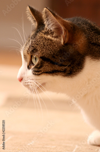 staring cat