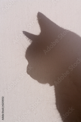 silhouetted cat