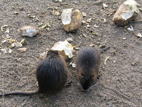 beavers eating
