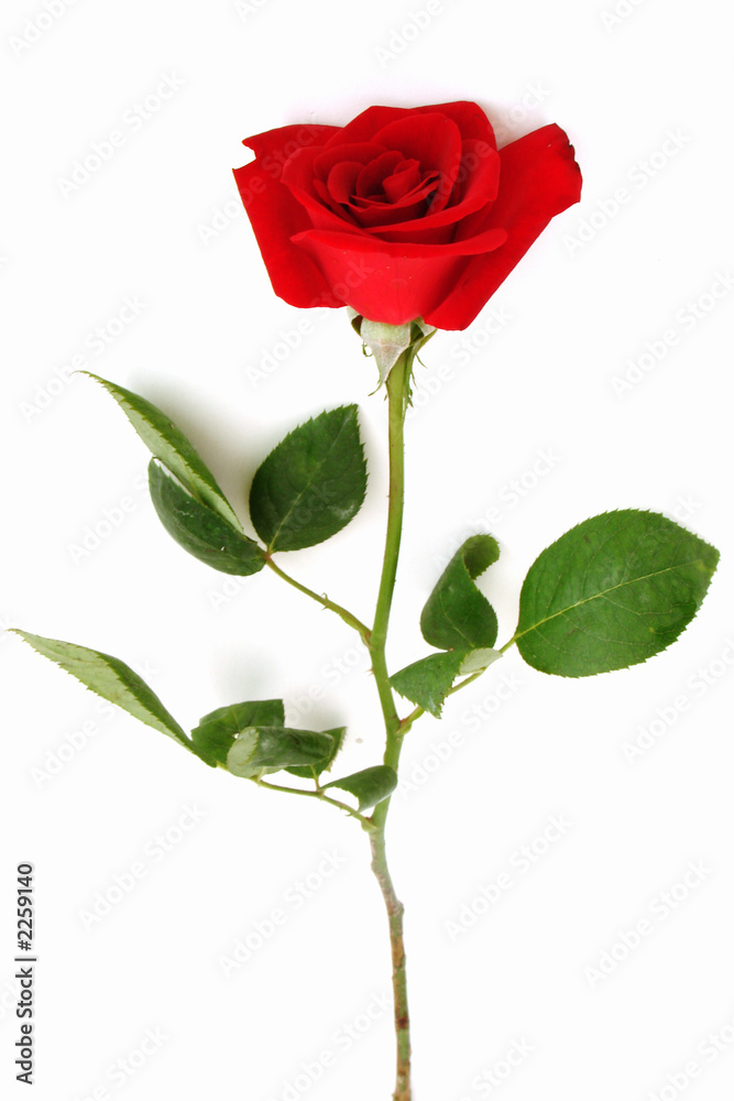 red rose red rose