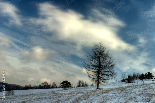 winter tree © Lovrencg
