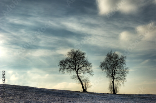 winter tree