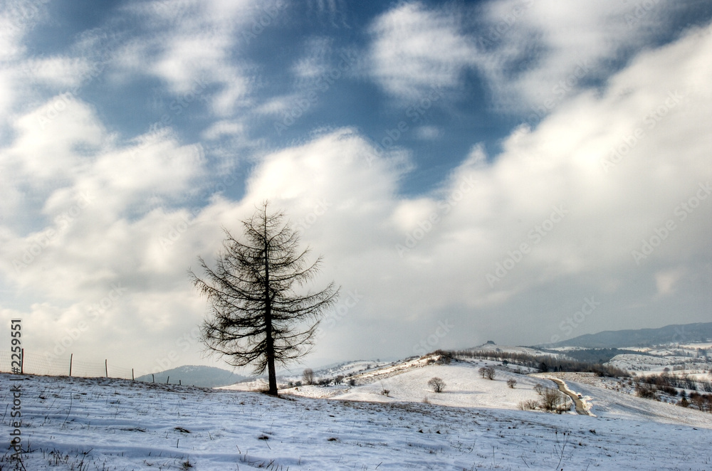 winter tree winter tree
