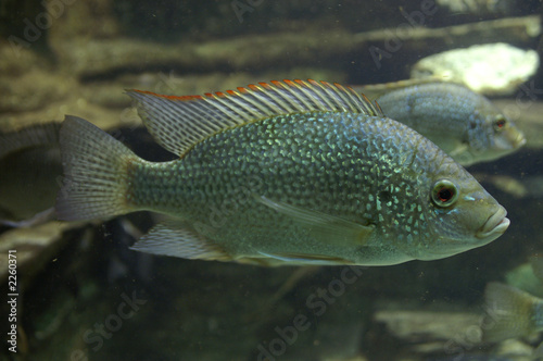 nile mouthbreeder photo