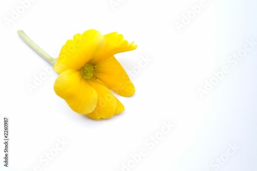 yellow flower