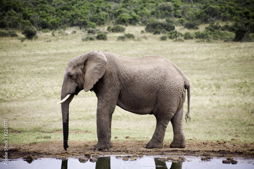 elephants d   afrique du sud