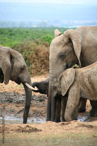 elephants d   afrique du sud