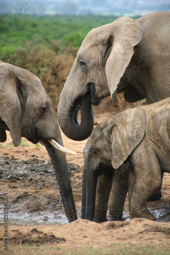 elephants d   afrique du sud