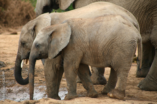 elephants d   afrique du sud