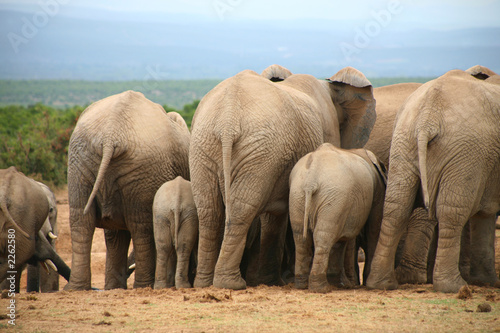 elephants d’afrique du sud