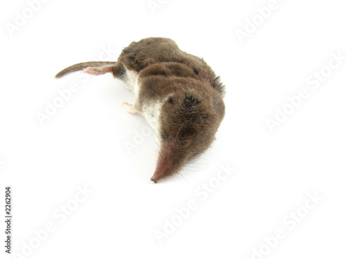 dead mole photo