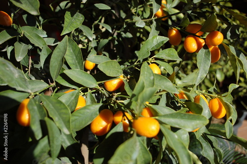kumquat