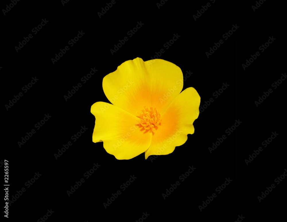 Fototapeta premium mexican poppy