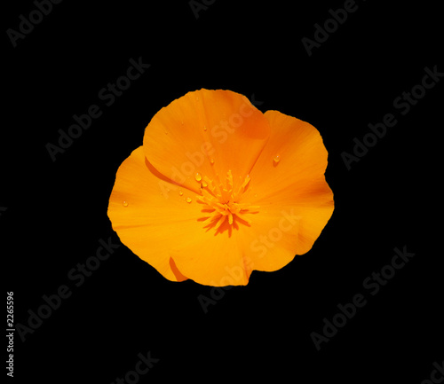 california poppy after the rain