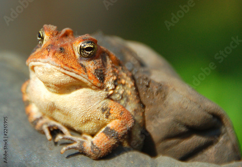 frog toad closeup