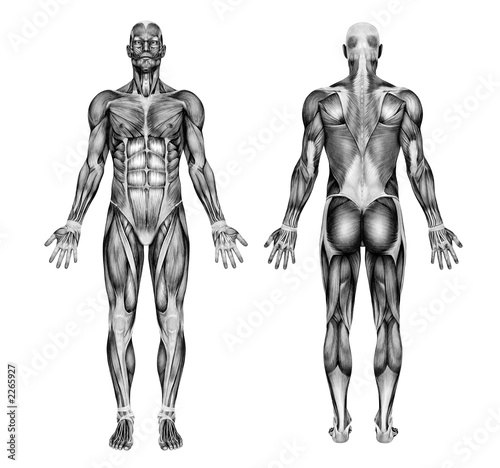 Canvas-taulu male muscles - pencil drawing style - 3d render