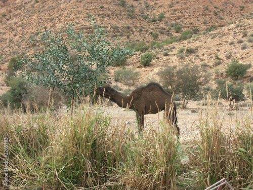 un jeune dromadaire qui mange