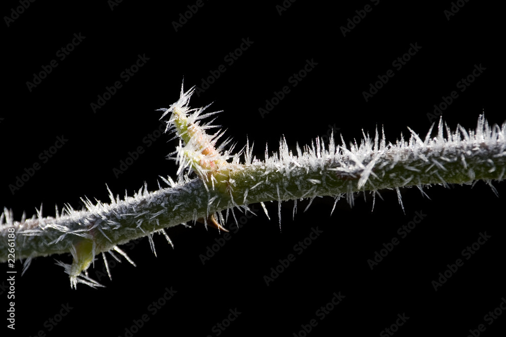 Naklejka premium ice thorns