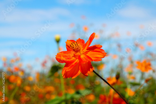 fleur orange