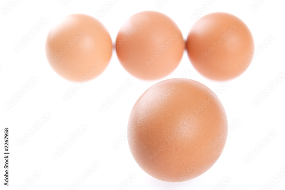egg, bird egg, bird