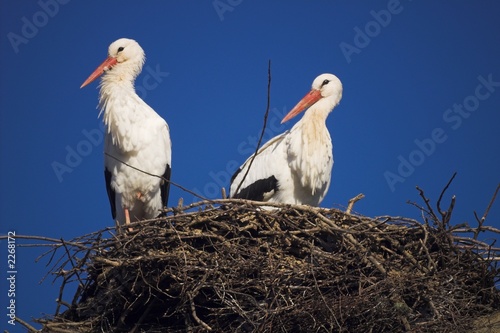 storchenpaar in seinem nest