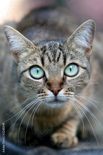 cat with large eyes