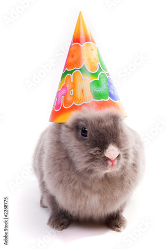 bunny in a 