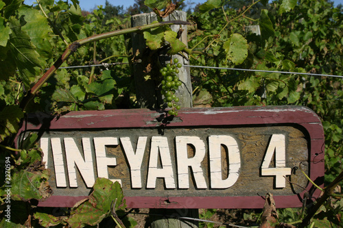 vineyard 4