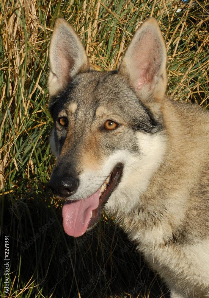 Fototapeta premium chien loup tchecoslovaque