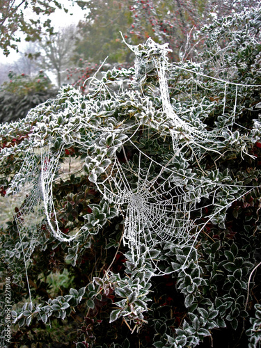 cobwebs
