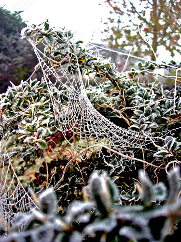 cobwebs