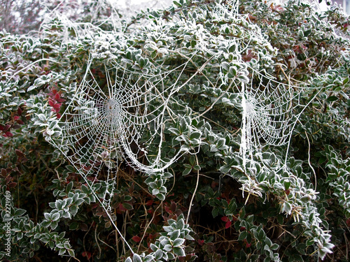 cobwebs
