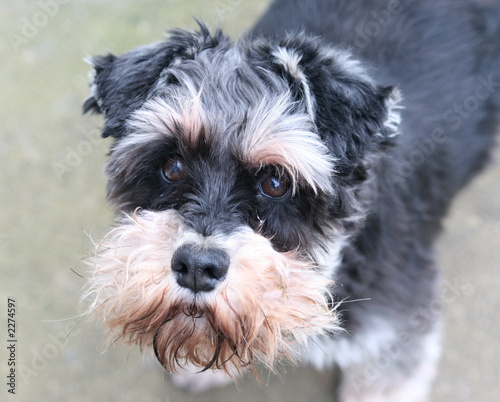 scruffy schnauzer