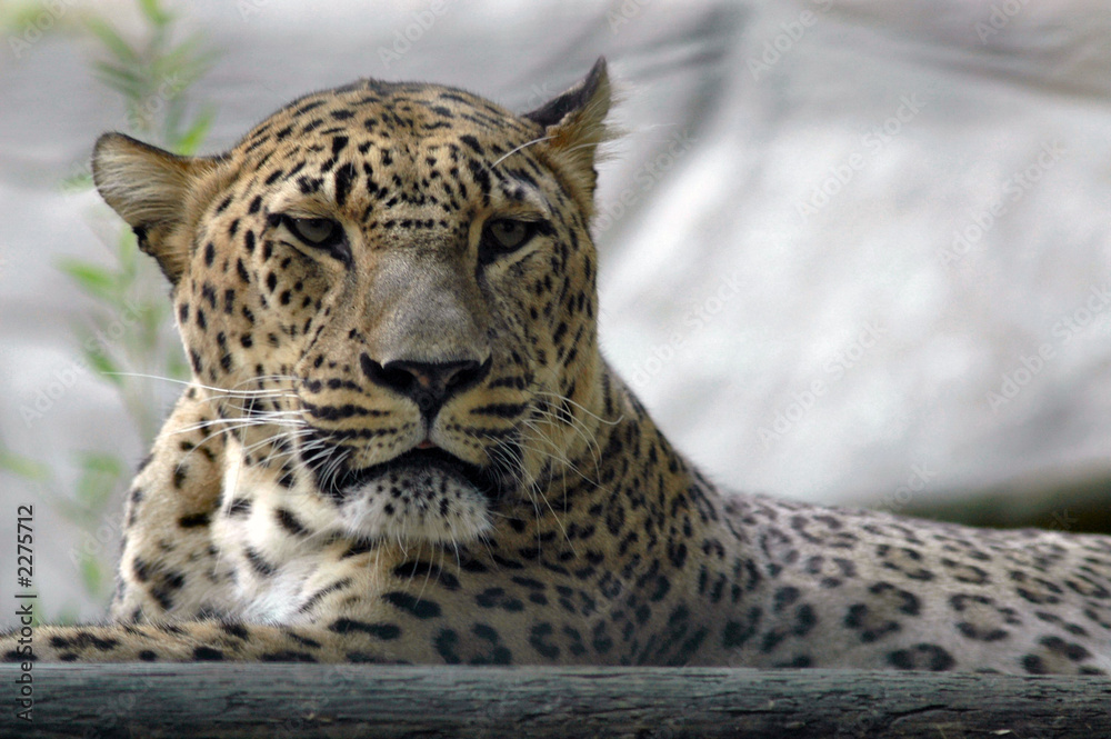 Fototapeta premium regard de prédateur