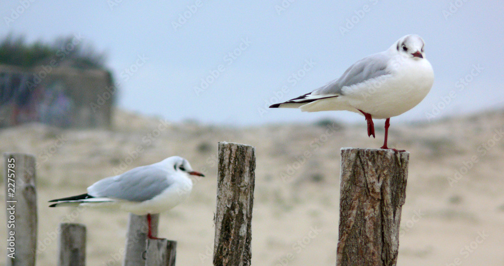 Obraz premium mouette