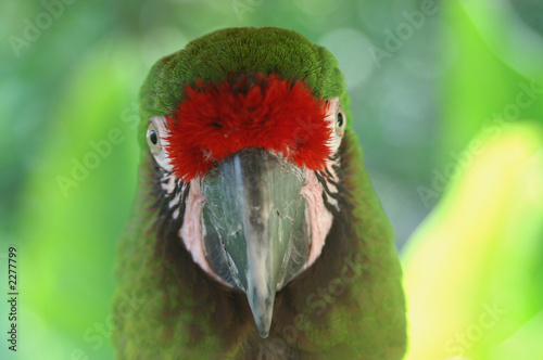 great green macaw