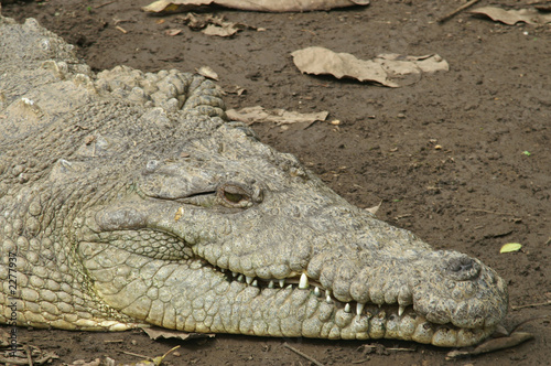 american crocodile
