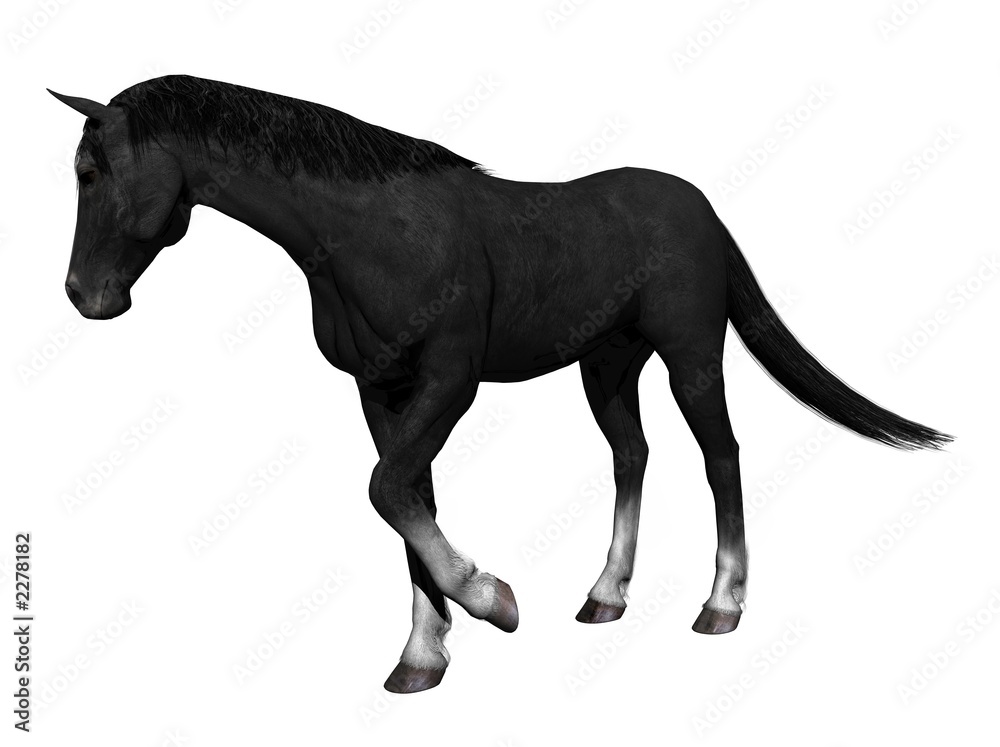 Obraz premium schwarzes pferd